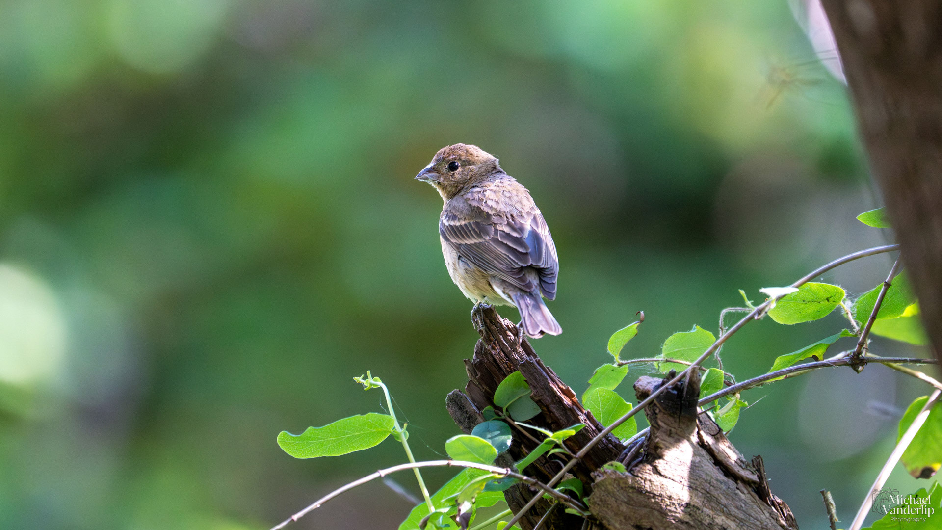 Indigo Bunting along the Lower Table Roack Trail, Central Point, Oregon.