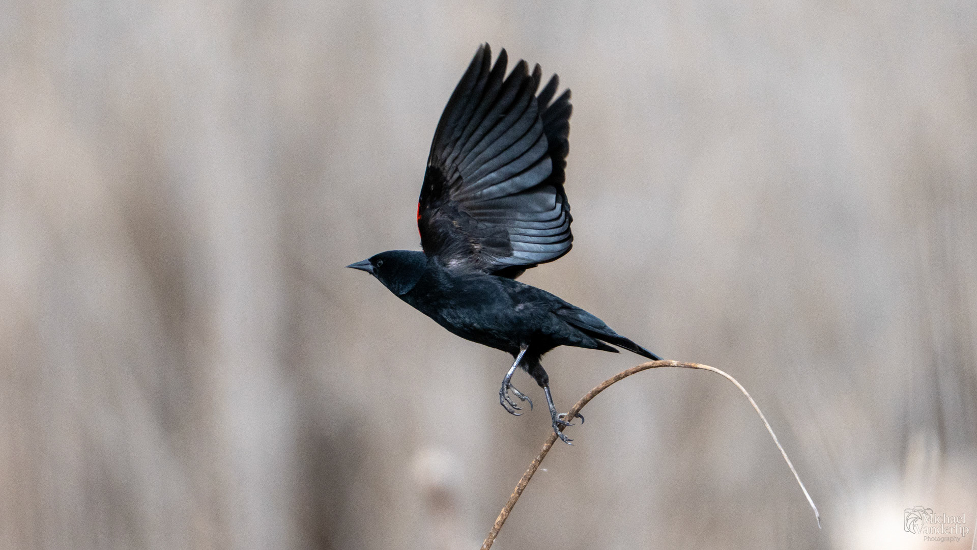 Red Winged Black Bird along the Bear Creek Greenway near Talent, Oregon.