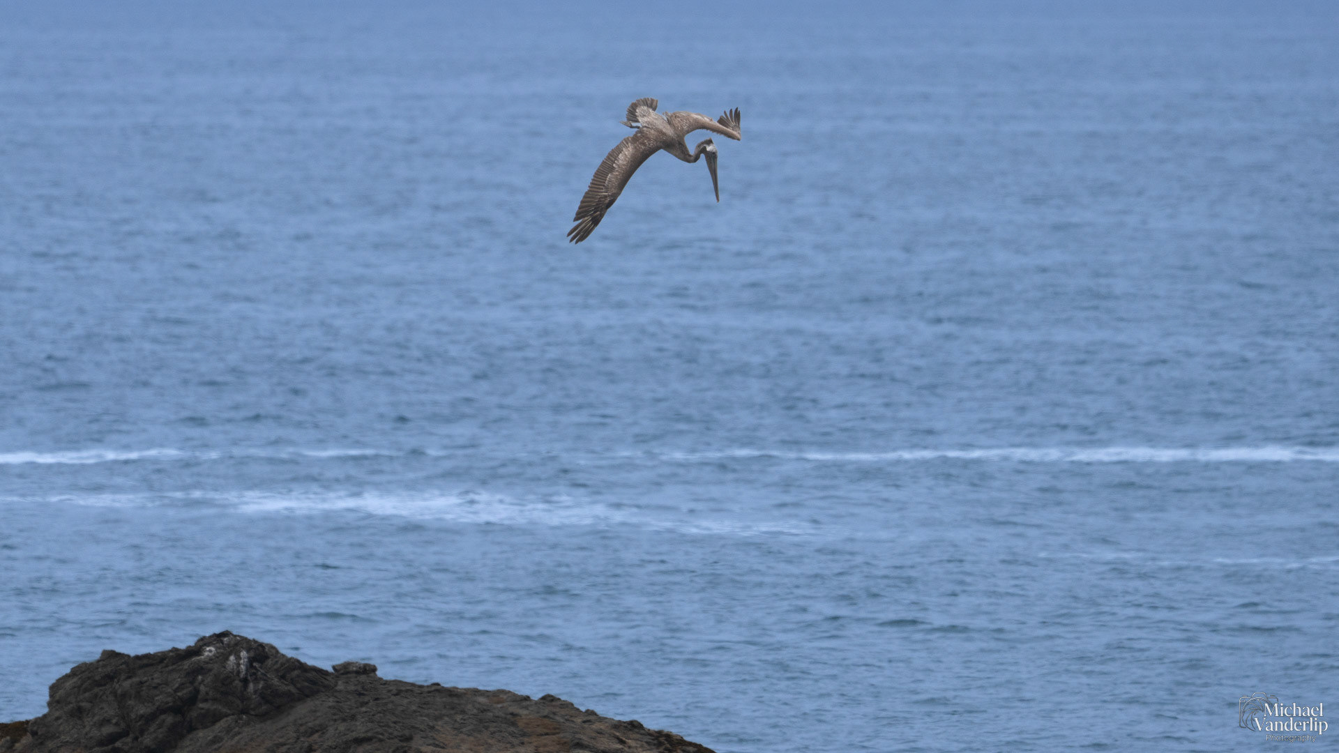 Brown Pelican on the coast at Harris Beach, Brookings, Oregon.