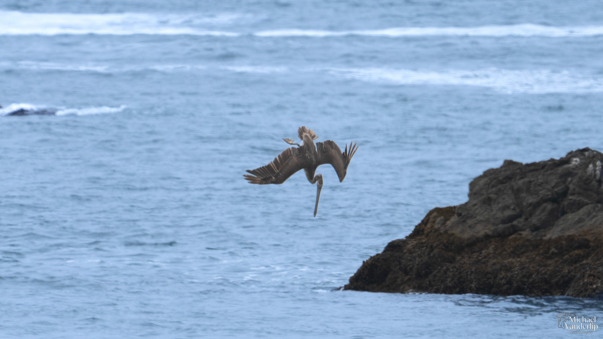 Brown Pelican on the coast at Harris Beach, Brookings, Oregon.