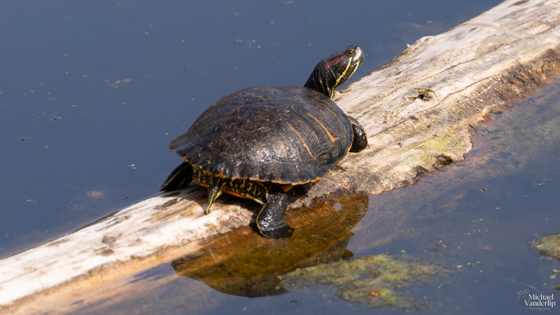 Red-Eared Slider Turtle along the Bear Creek Greenway near Talent, Oregon.