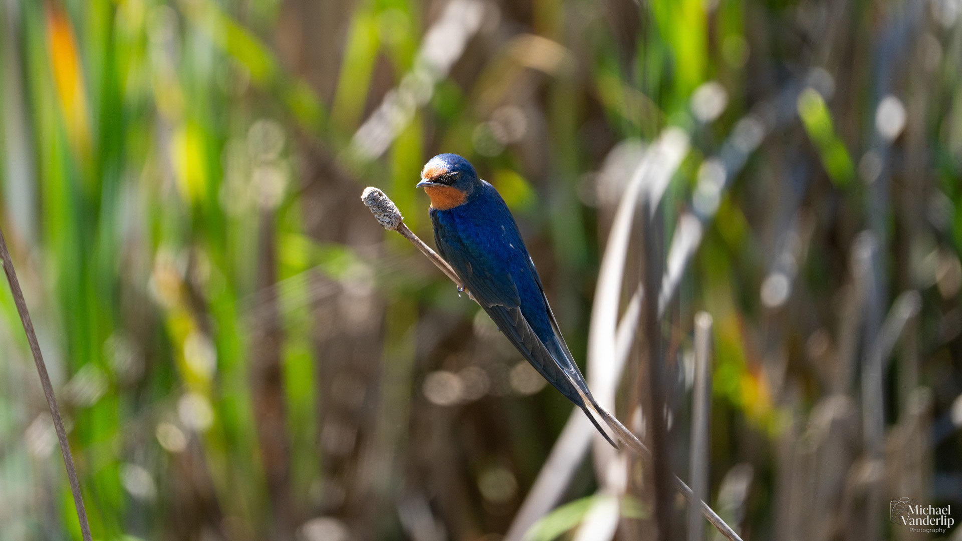 Barn Swallow along the Umpqua River near Reedsport, Oregon.