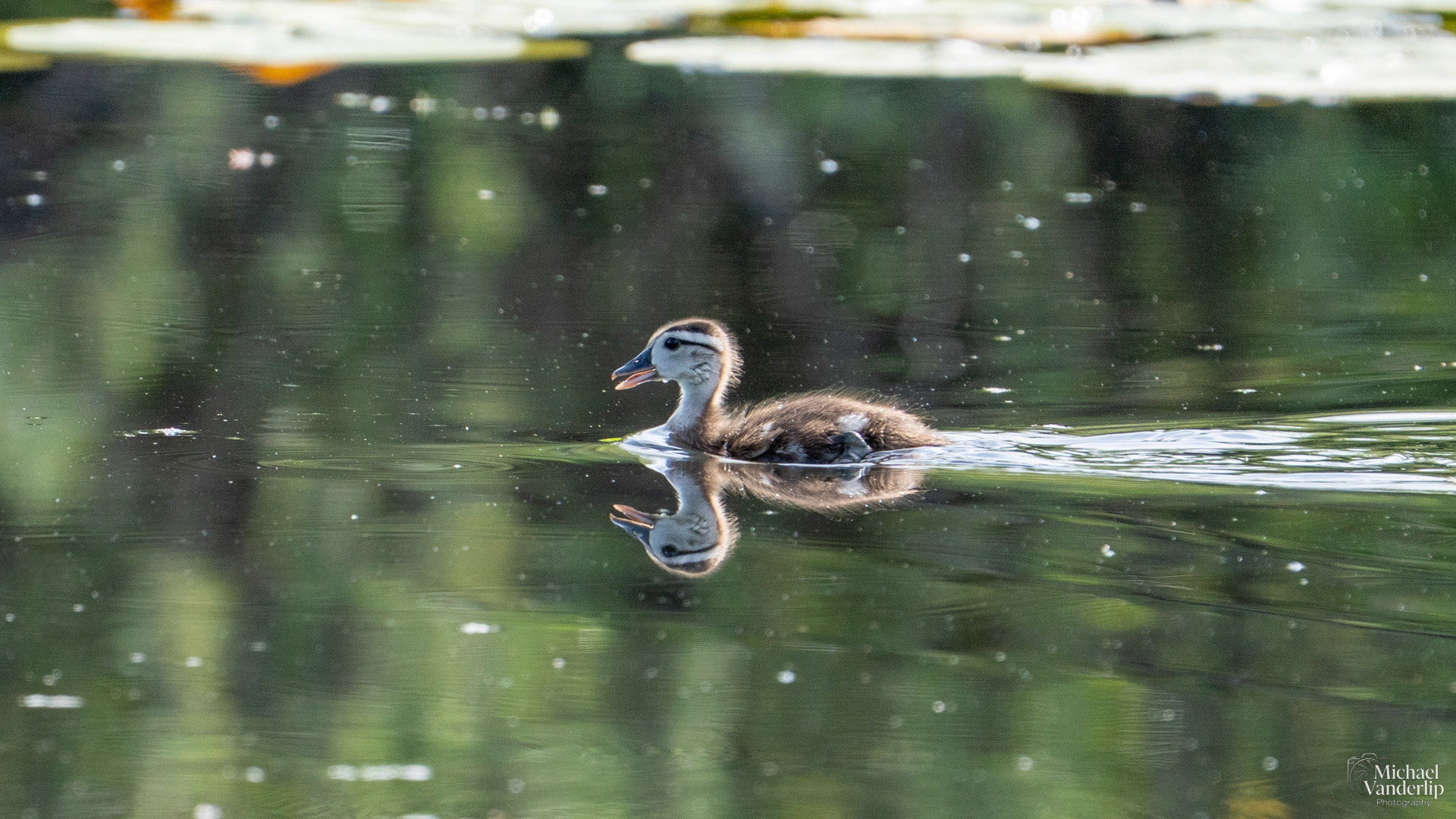 Wood Duck along the Bear Creek Greenway near Talent, Oregon.