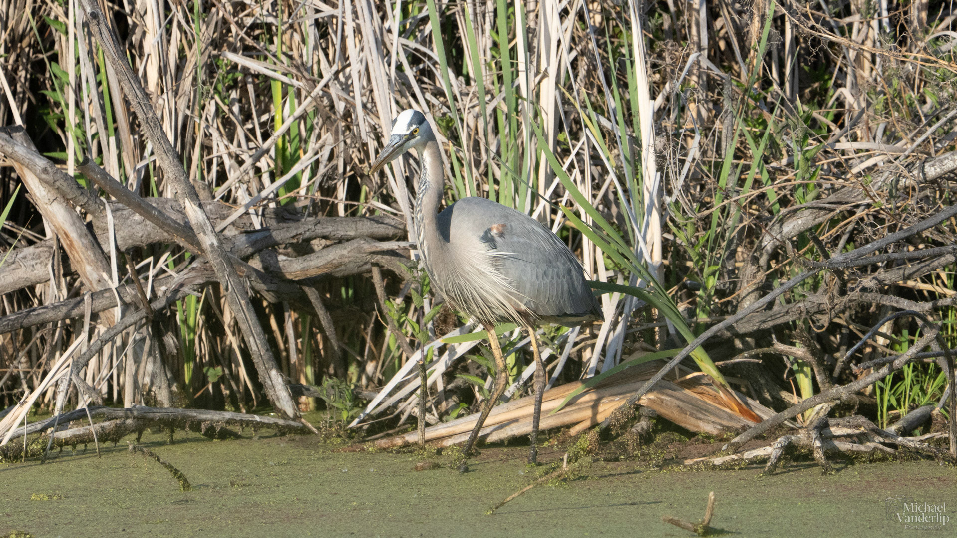 Great Blue Heron along the Bear Creek Greenway near Talent, Oregon.