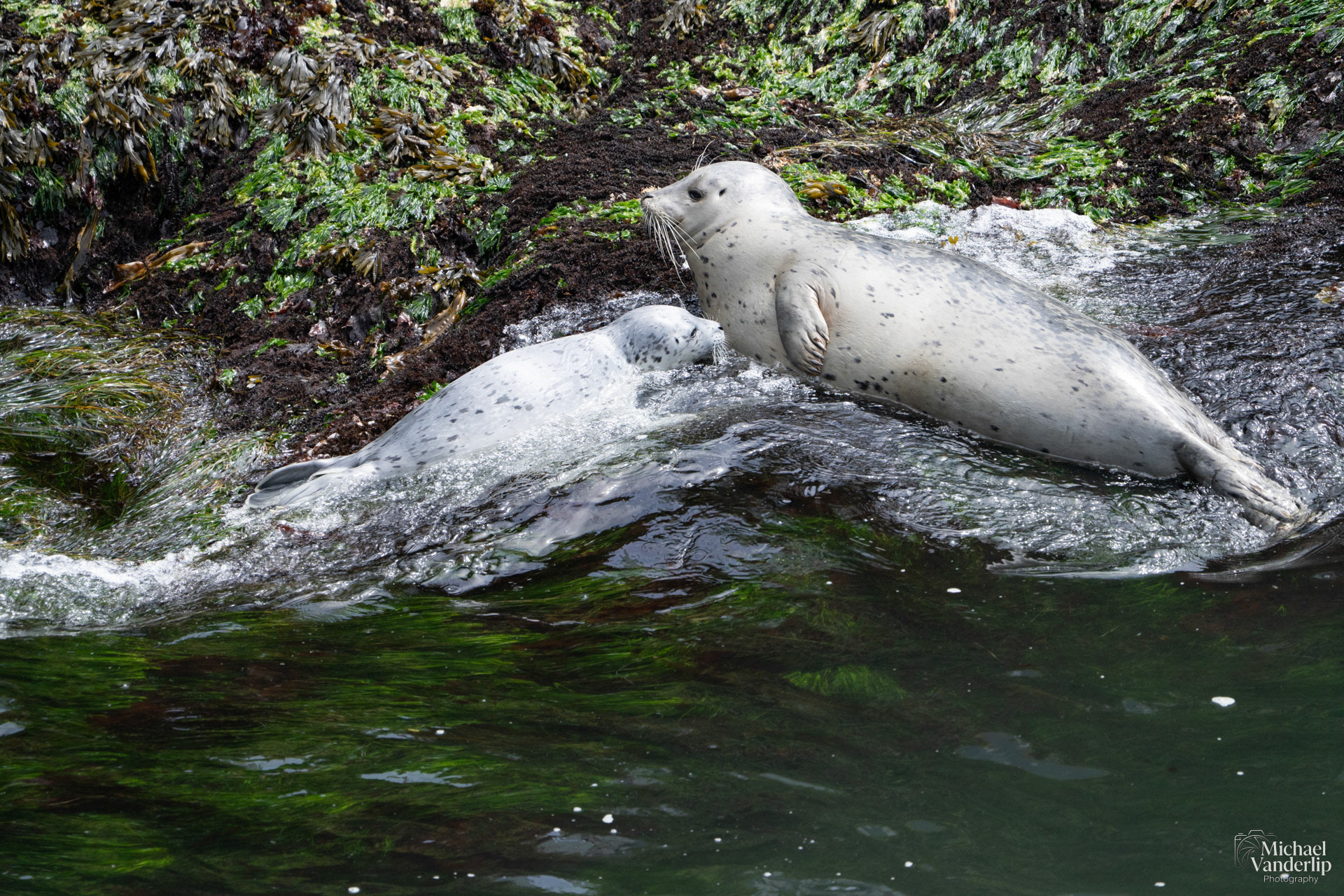 Harbor Seals along the coast, Depoe Bay, Oregon.