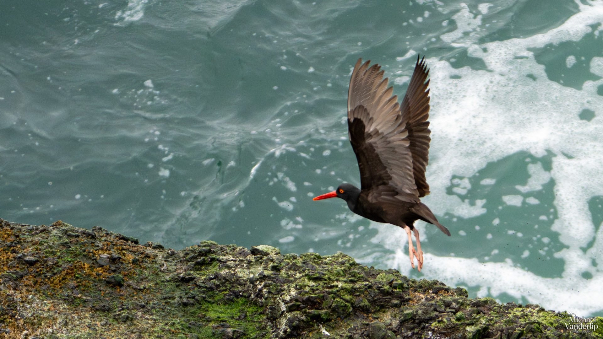 Black Oystercatcher on the coast, Depoe Bay, Oregon.