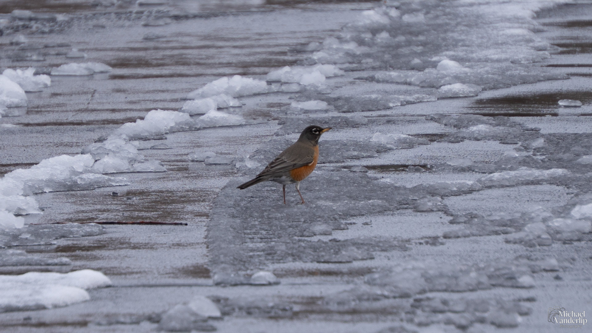 American Robin in the slush along the Bear Creek Greenway near Talent, Oregon.