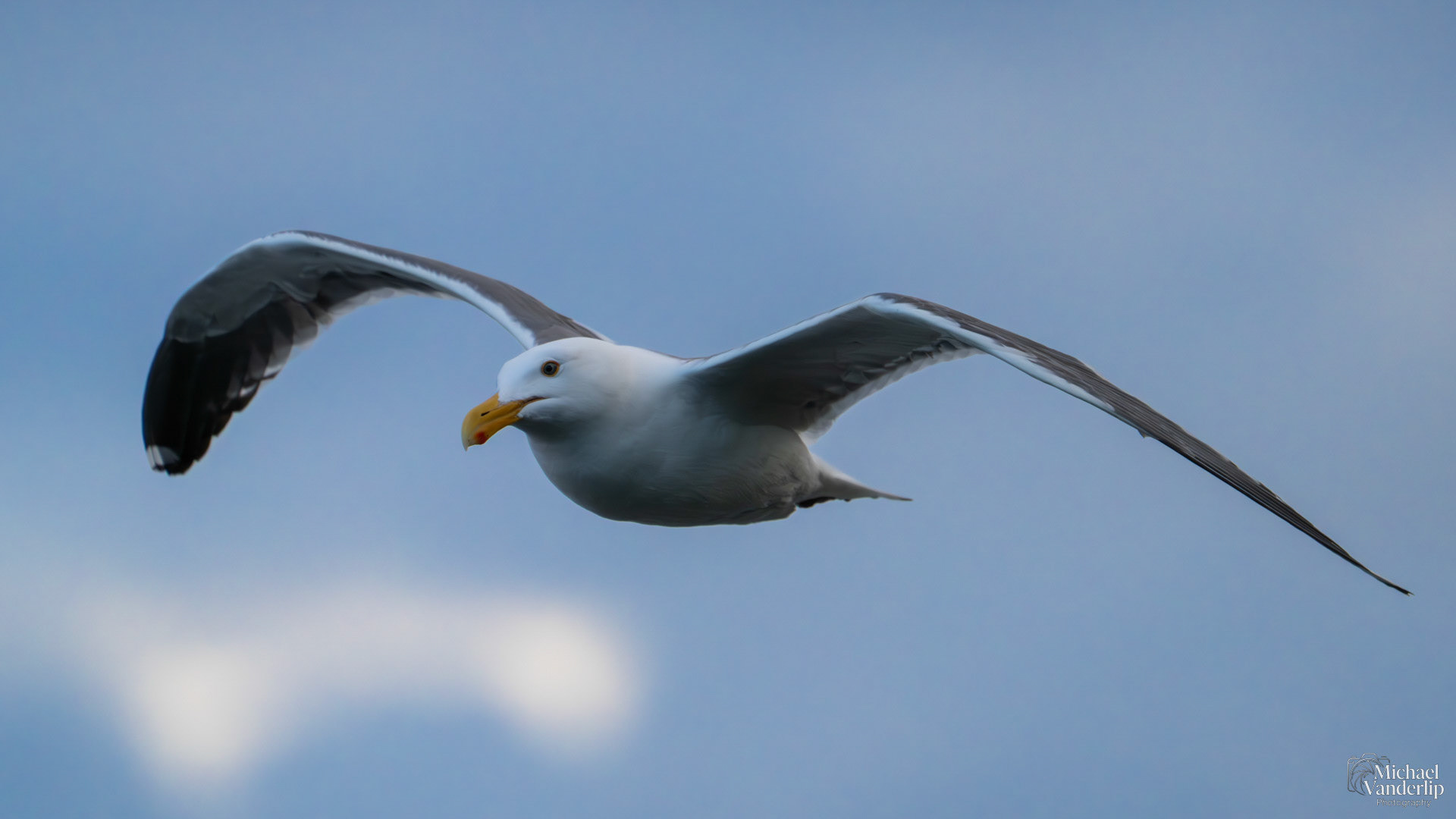 Seagull on the coast, near Depoe Bay, Oregon.
