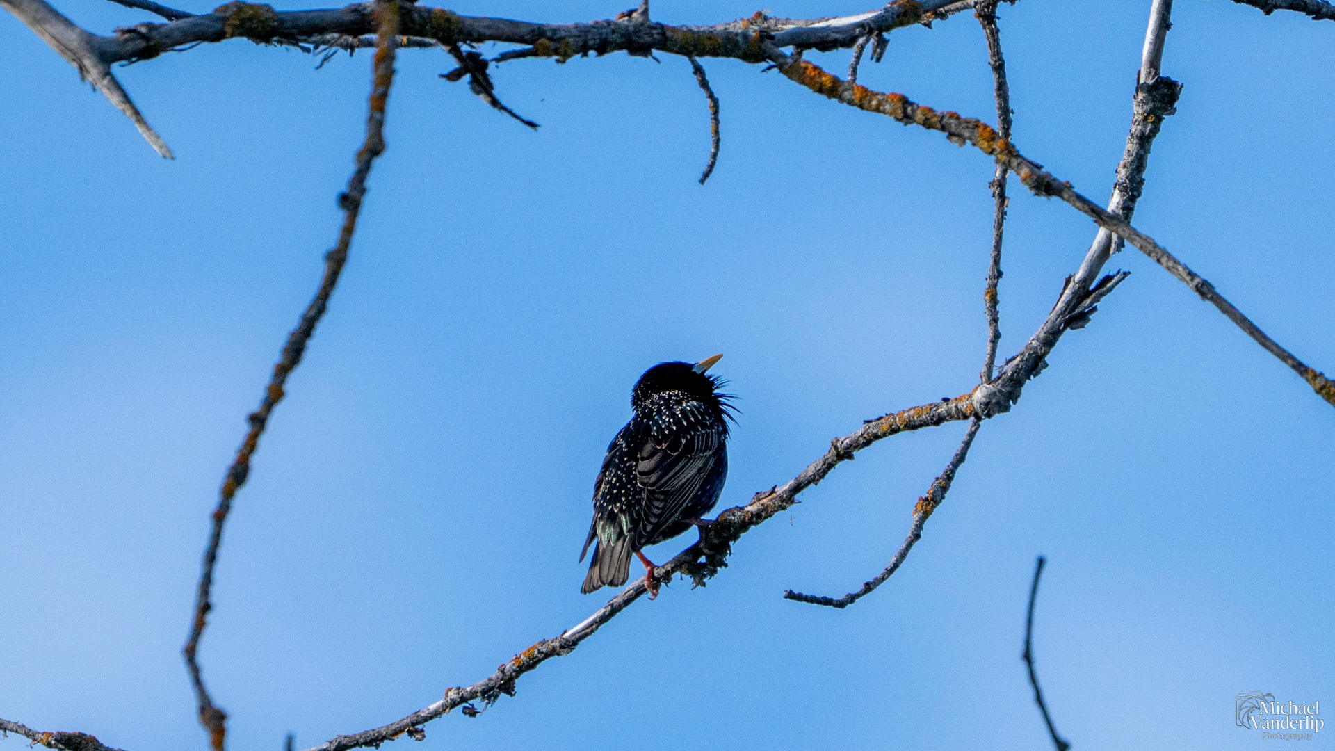Starling along the Bear Creek Greenway near Talent, Oregon.