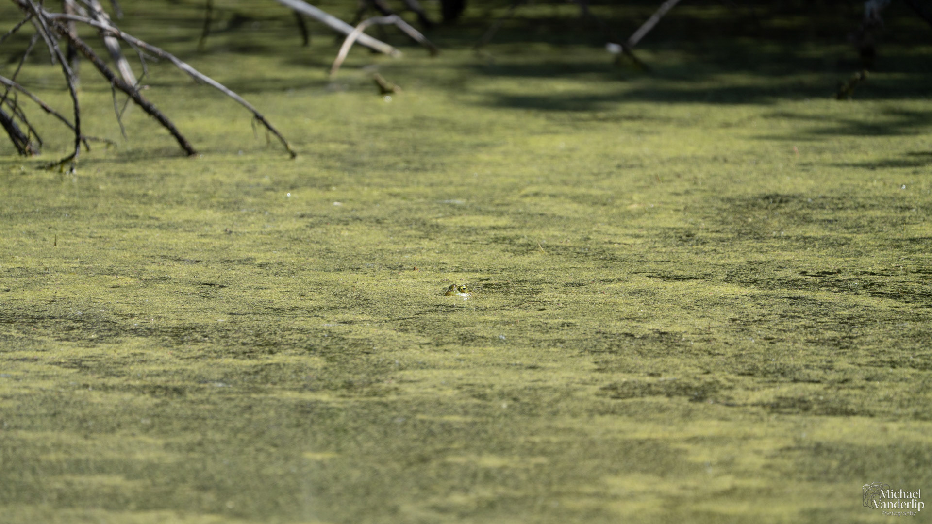 American Bullfrog along the Bear Creek Greenway near Talent, Oregon.