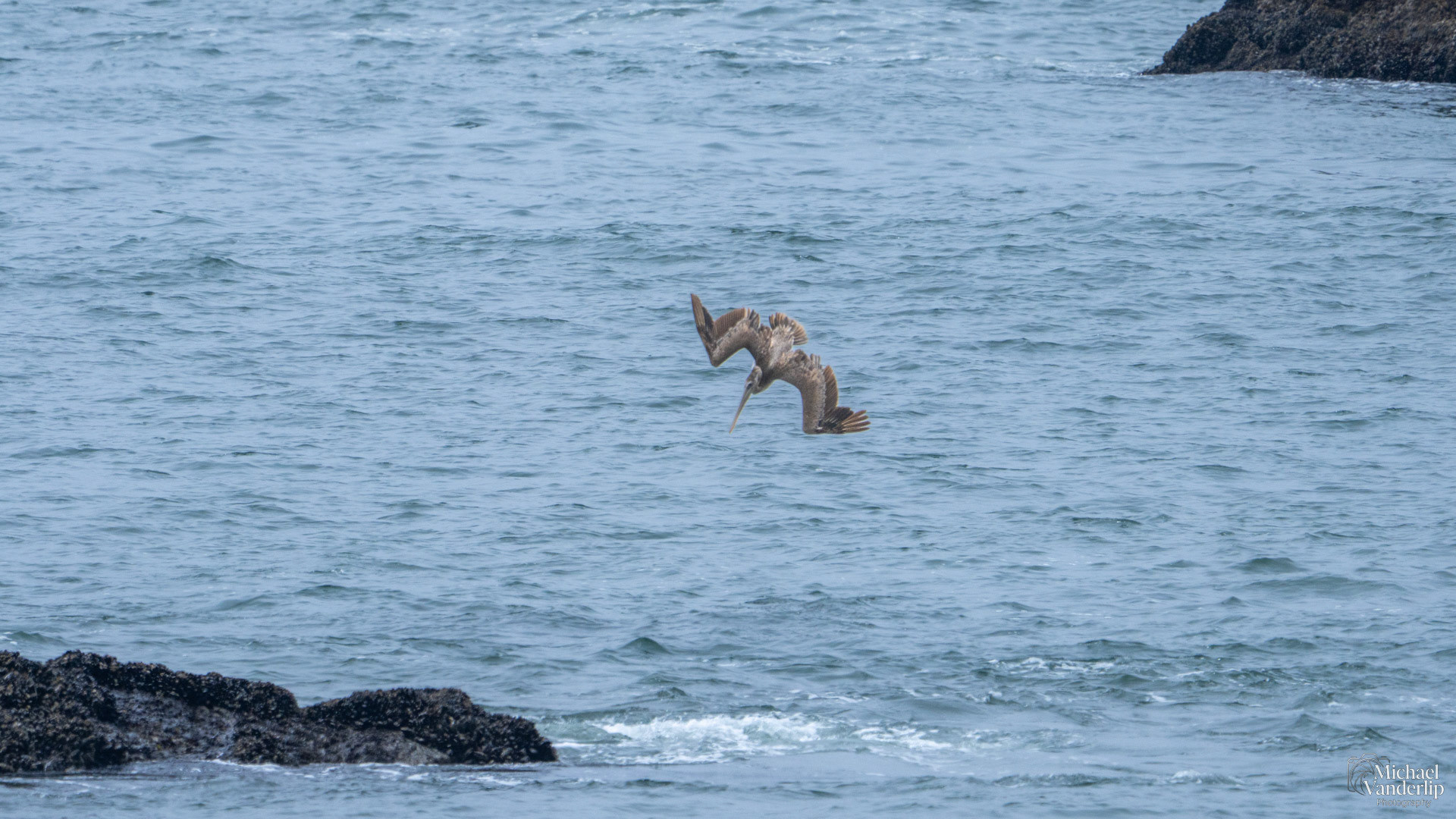 Brown Pelican on the coast at Harris Beach, Brookings, Oregon.