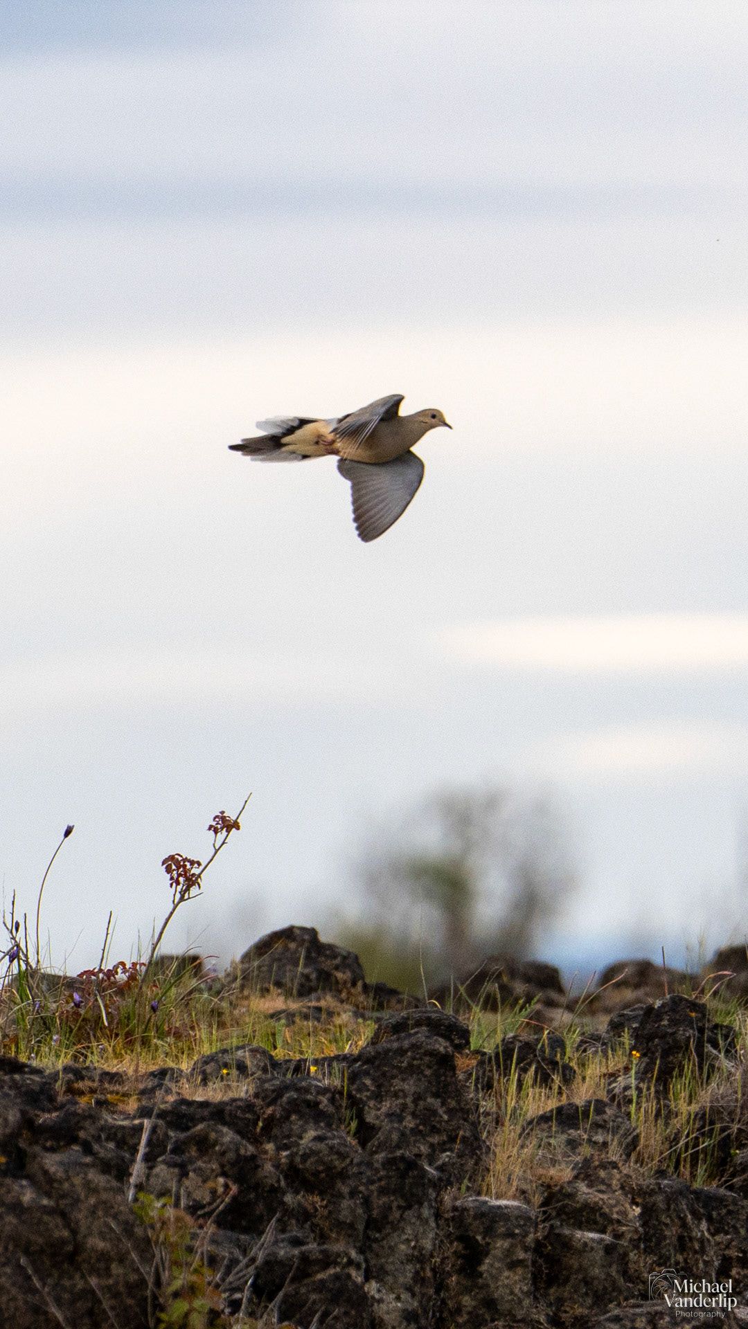 Mourning Dove on Uppder Table Rock, Central Point, Oregon.