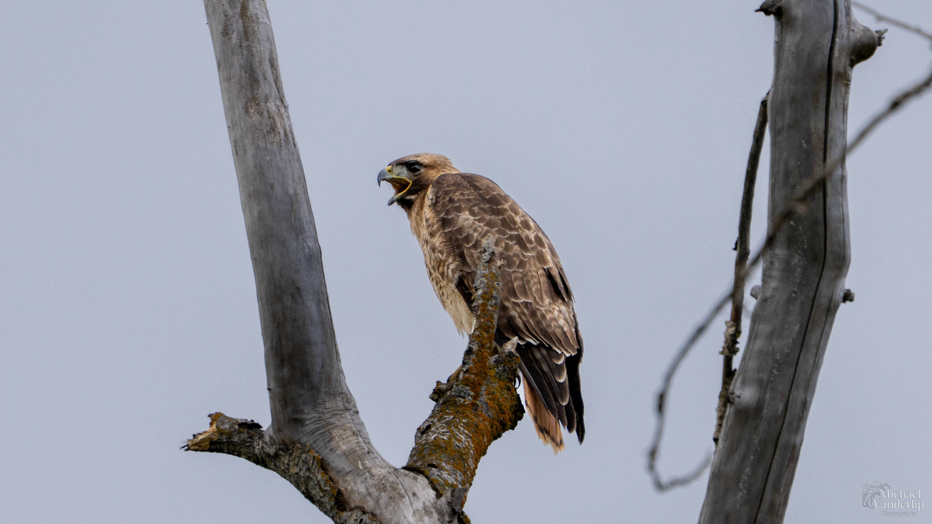 Red Tailed Hawk along the Bear Creek Greenway near Talent, Oregon.