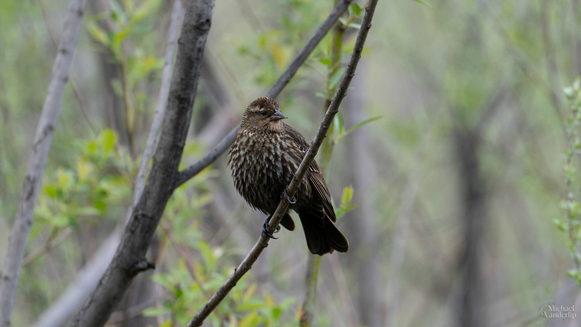 Red Winged Black Bird (female) along the Bear Creek Greenway near Talent, Oregon.