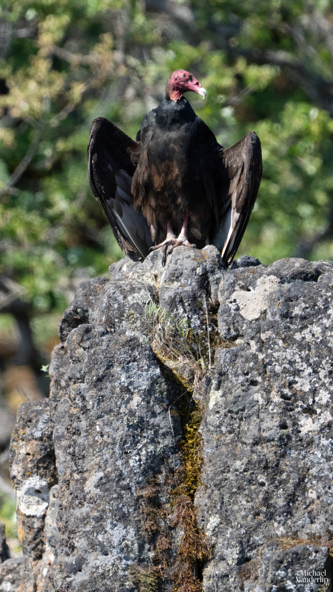 Turkey Vulture on Lower Table Rock, Central Point, Oregon.