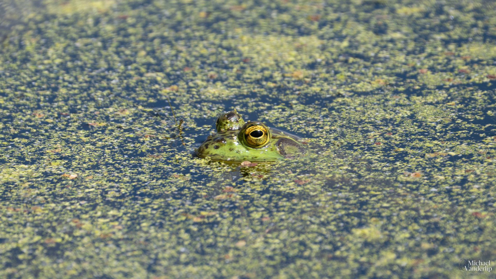 American Bullfrog along the Bear Creek Greenway near Talent, Oregon.