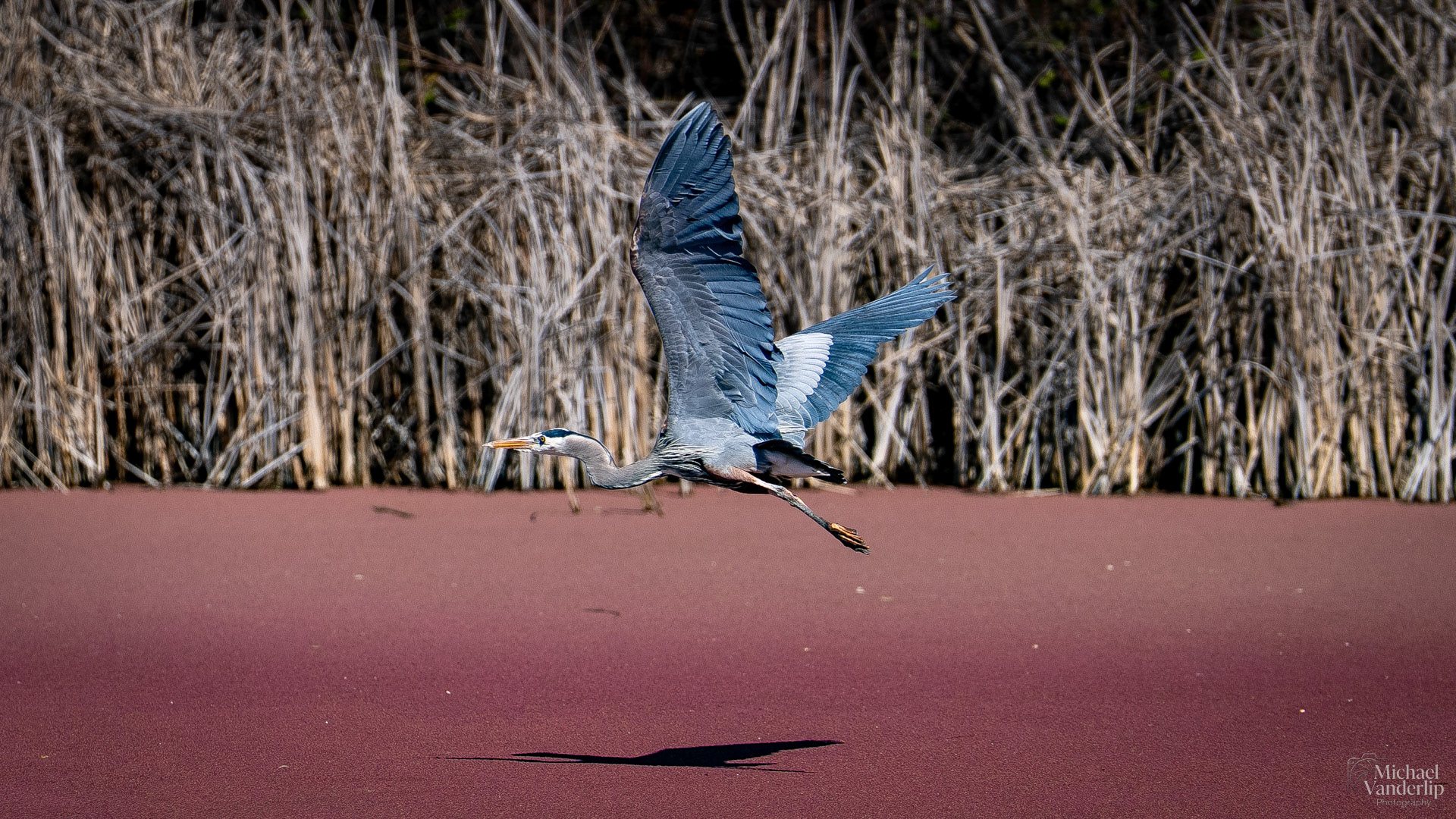 Great Blue Heron flying over Red Water Fern along the Bear Creek Greenway near Talent, Oregon.