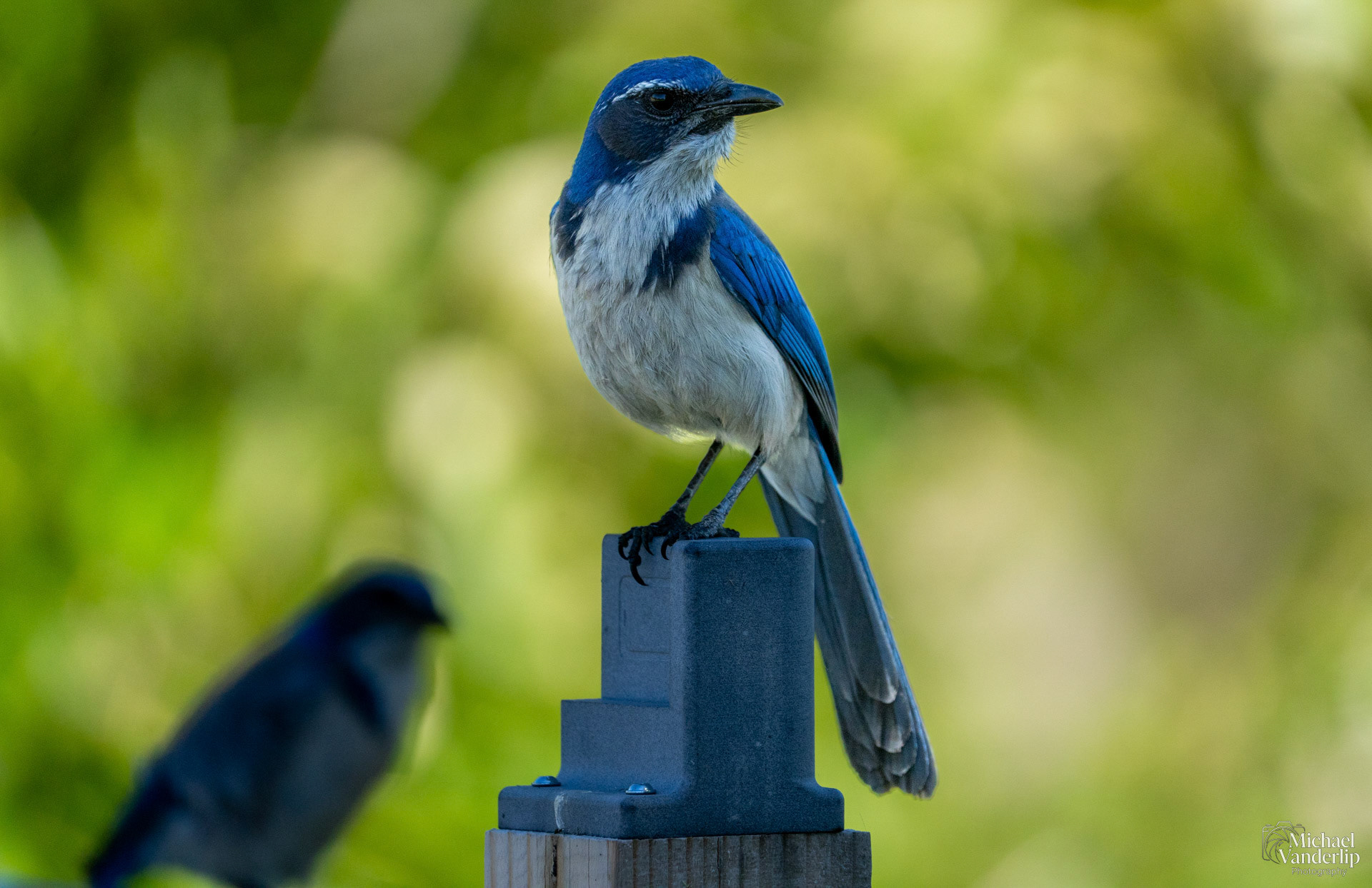California Scrub Jay along the Bear Creek Greenway near Talent, Oregon.