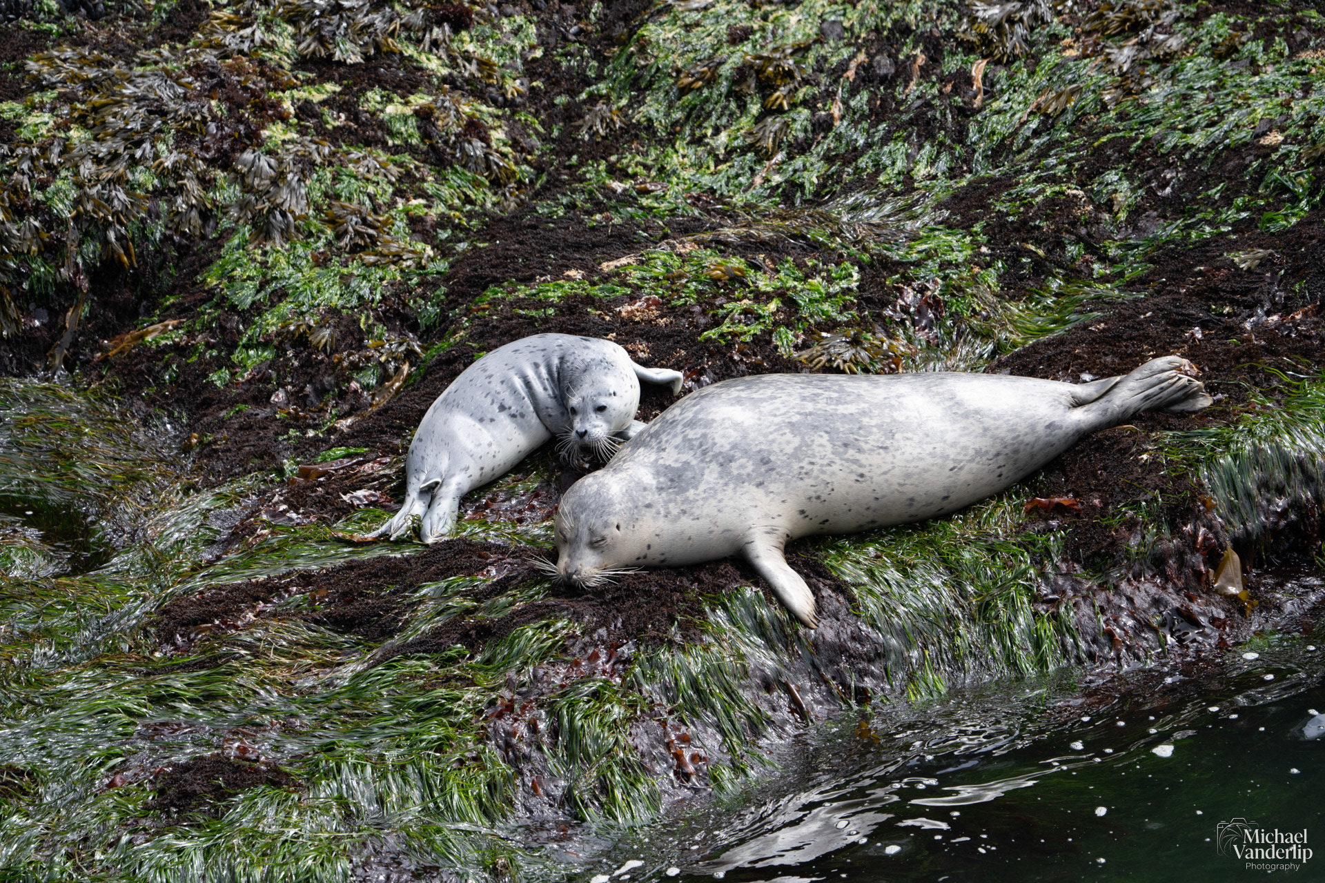 Harbor Seals along the coast, Depoe Bay, Oregon.