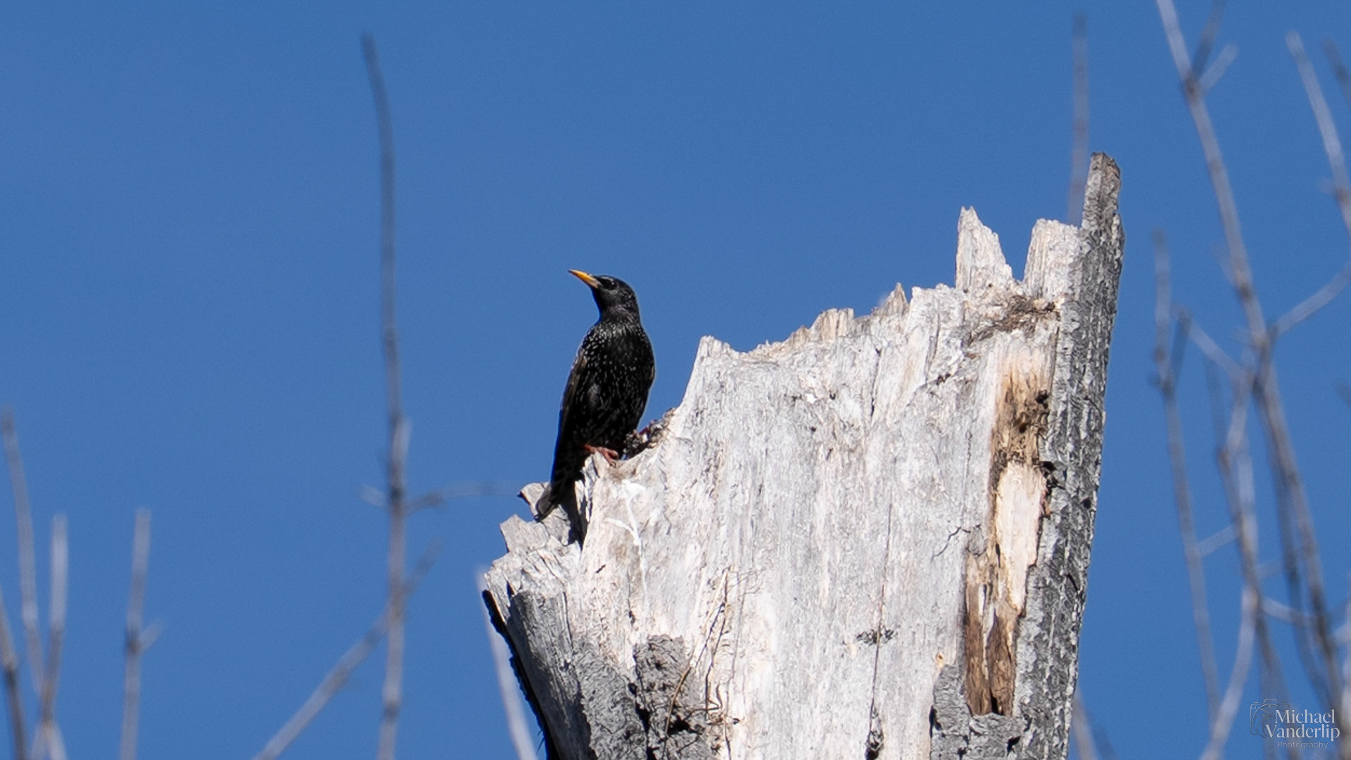Starling along the Bear Creek Greenway near Talent, Oregon.