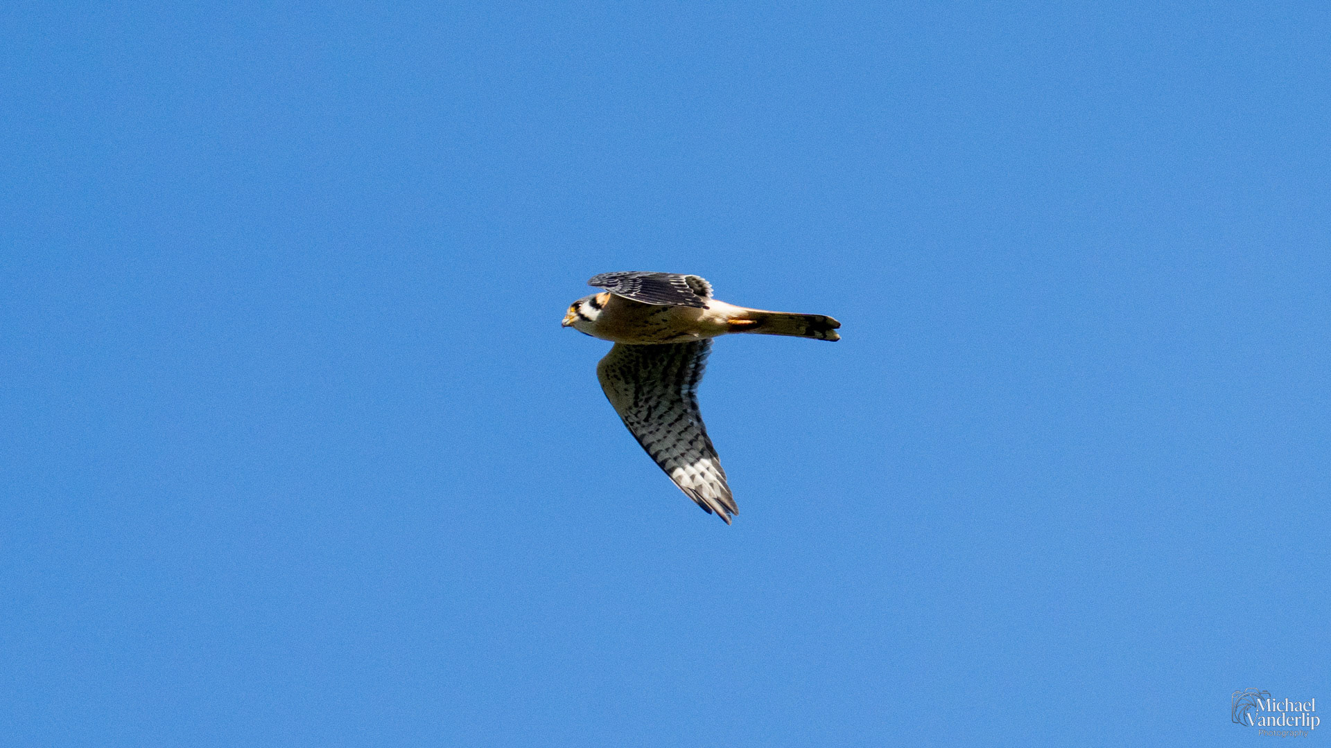 American Kestrel along the Bear Creek Greenway near Talent, Oregon.