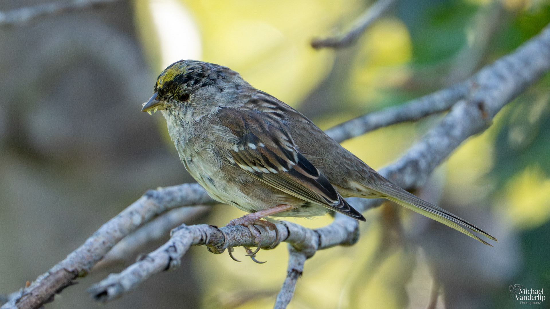 Golden-Crowned Sparrow along the Bear Creek Greenway near Talent, Oregon.