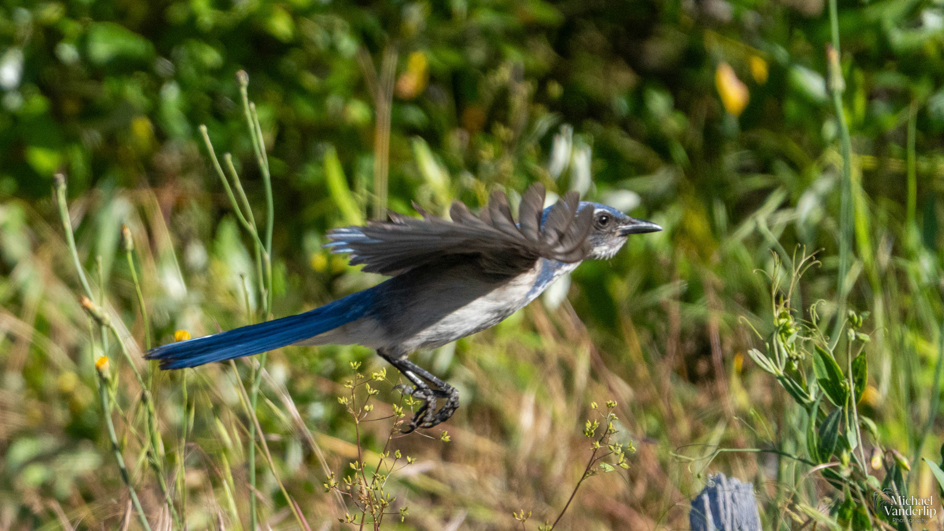 California Scrub Jay along the Bear Creek Greenway near Talent, Oregon.