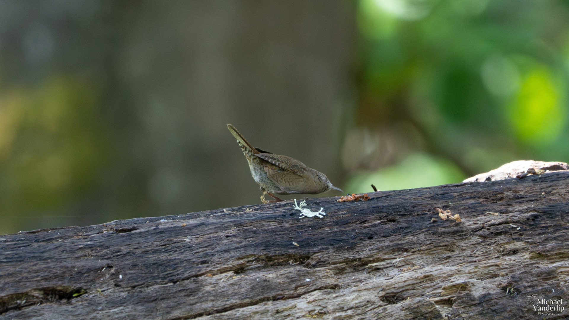 House Wren on Lower Table Rock, Central Point, Oregon.