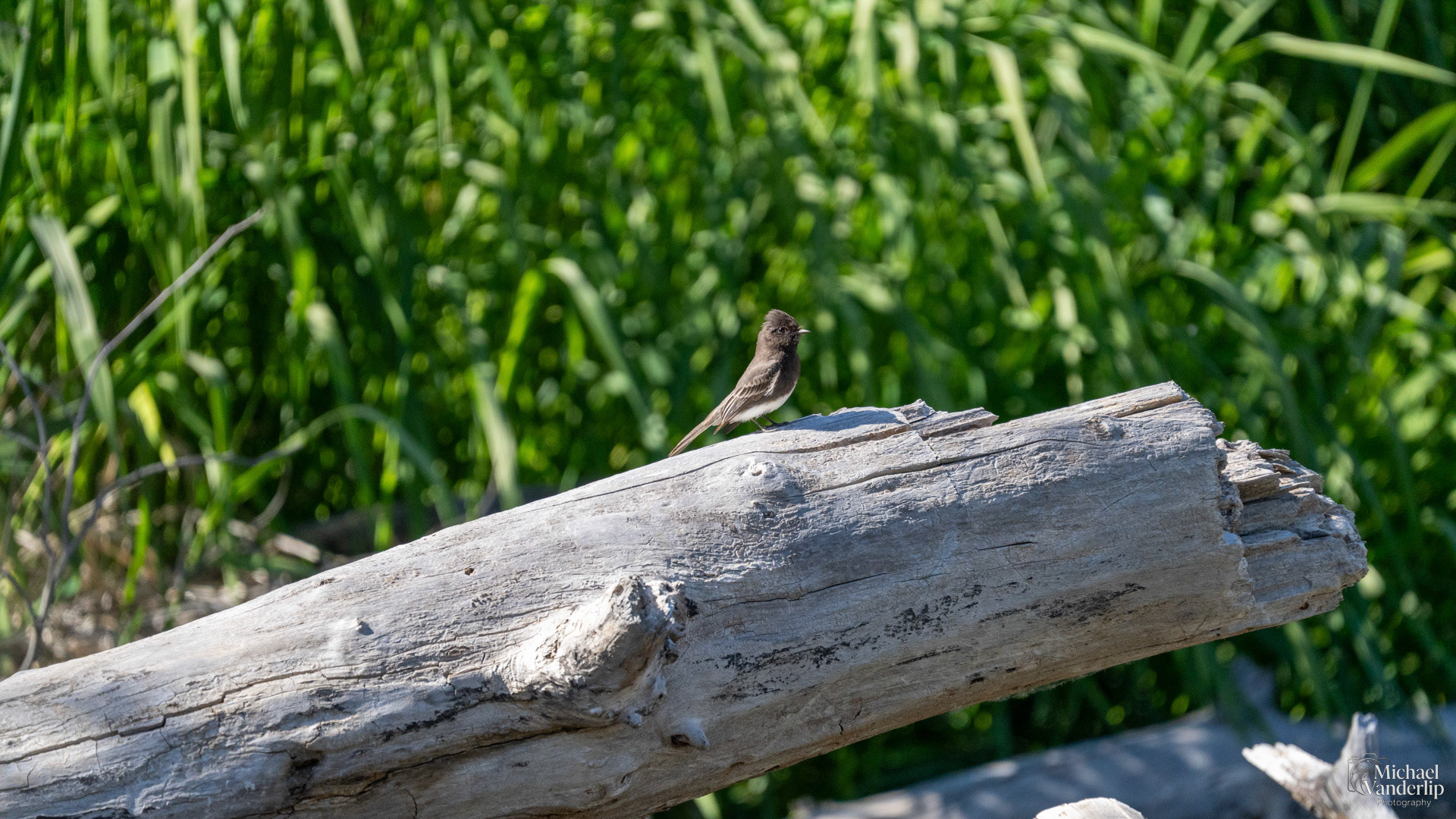 Black Phoebe along the Bear Creek Greenway near Talent, Oregon.