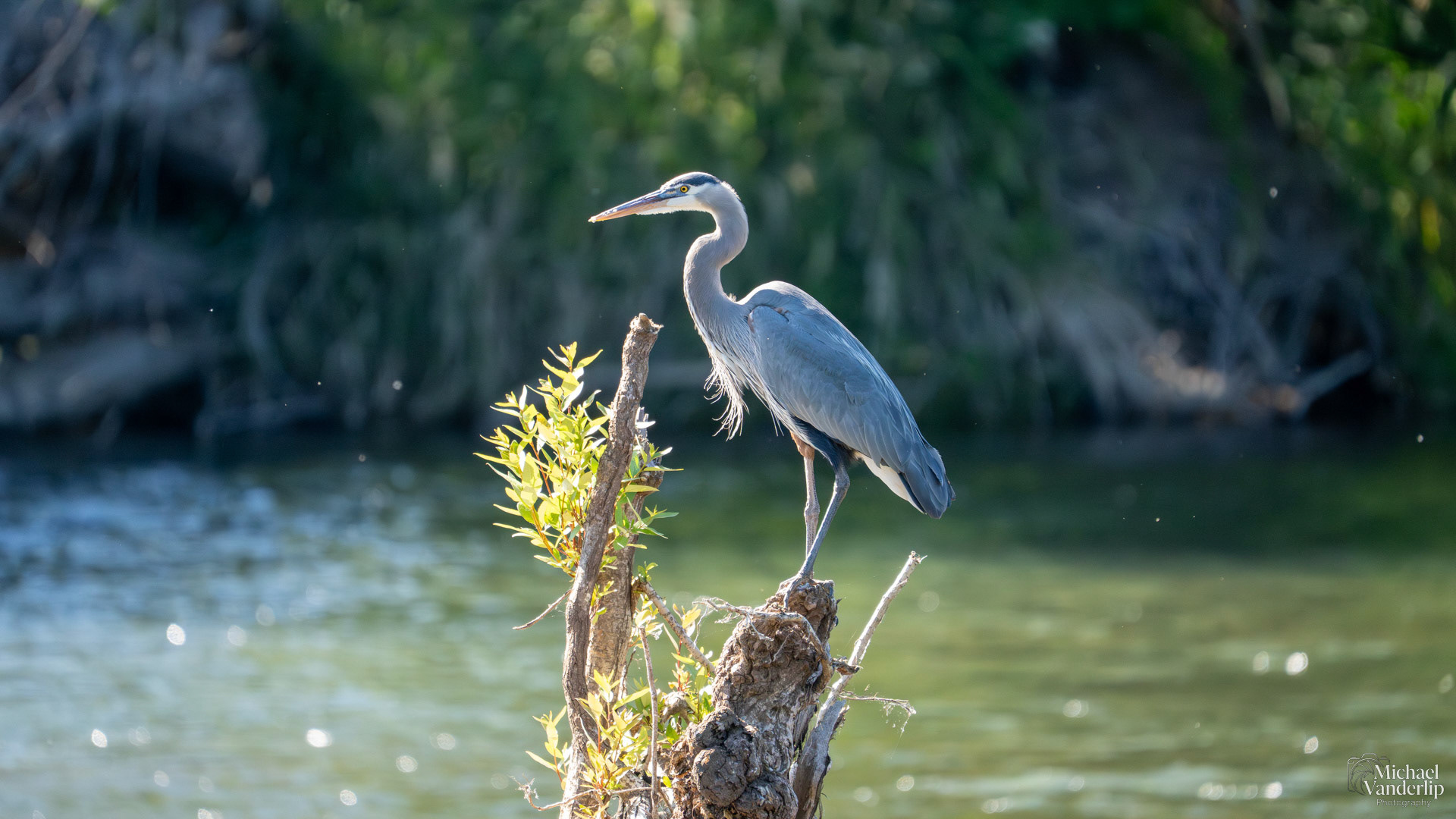 Great Blue Heron along the Rogue River near Tou Velle Park, White City, Oregon.