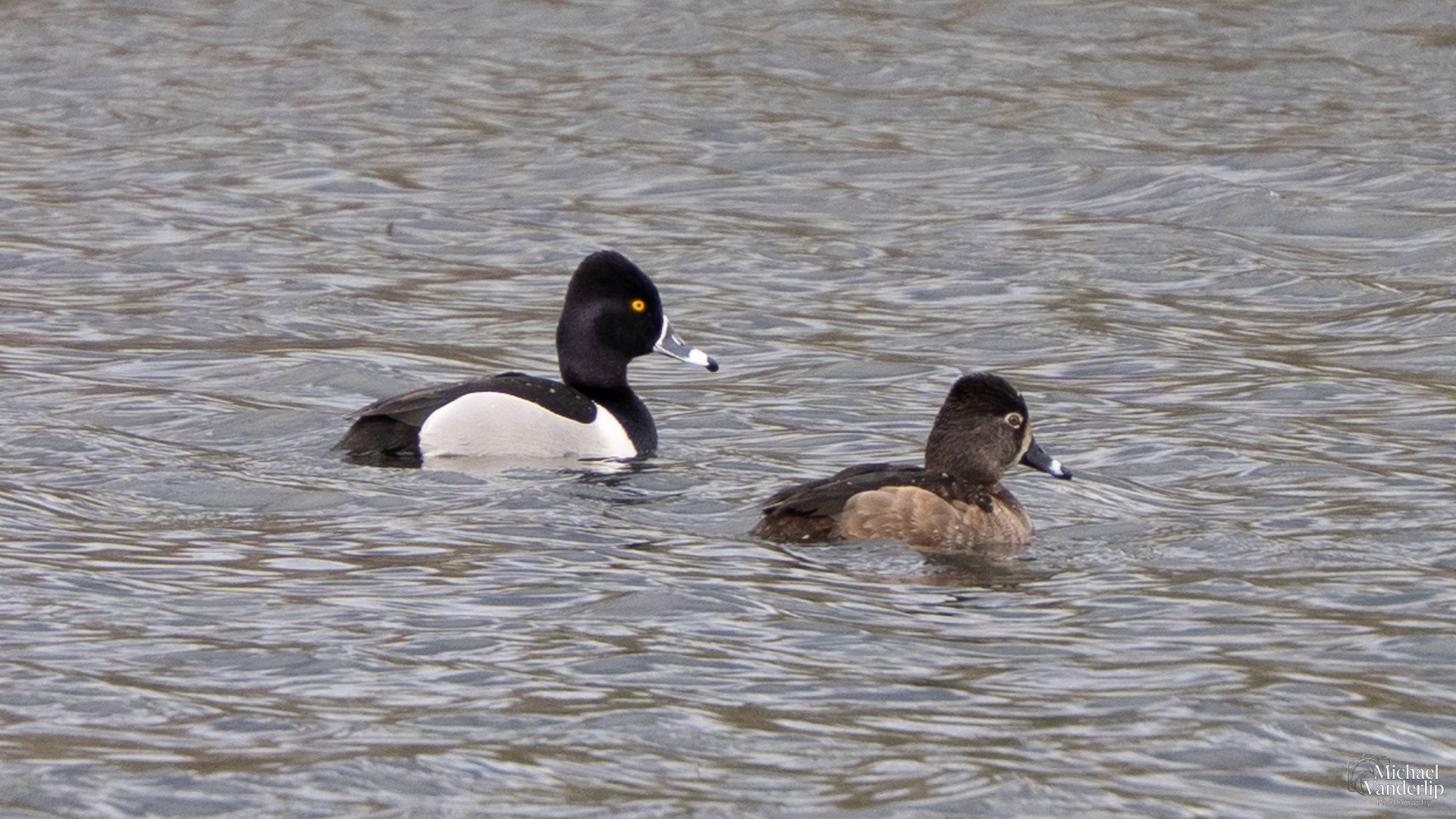 Ring Necked Ducks along the Bear Creek Greenway near Talent, Oregon.