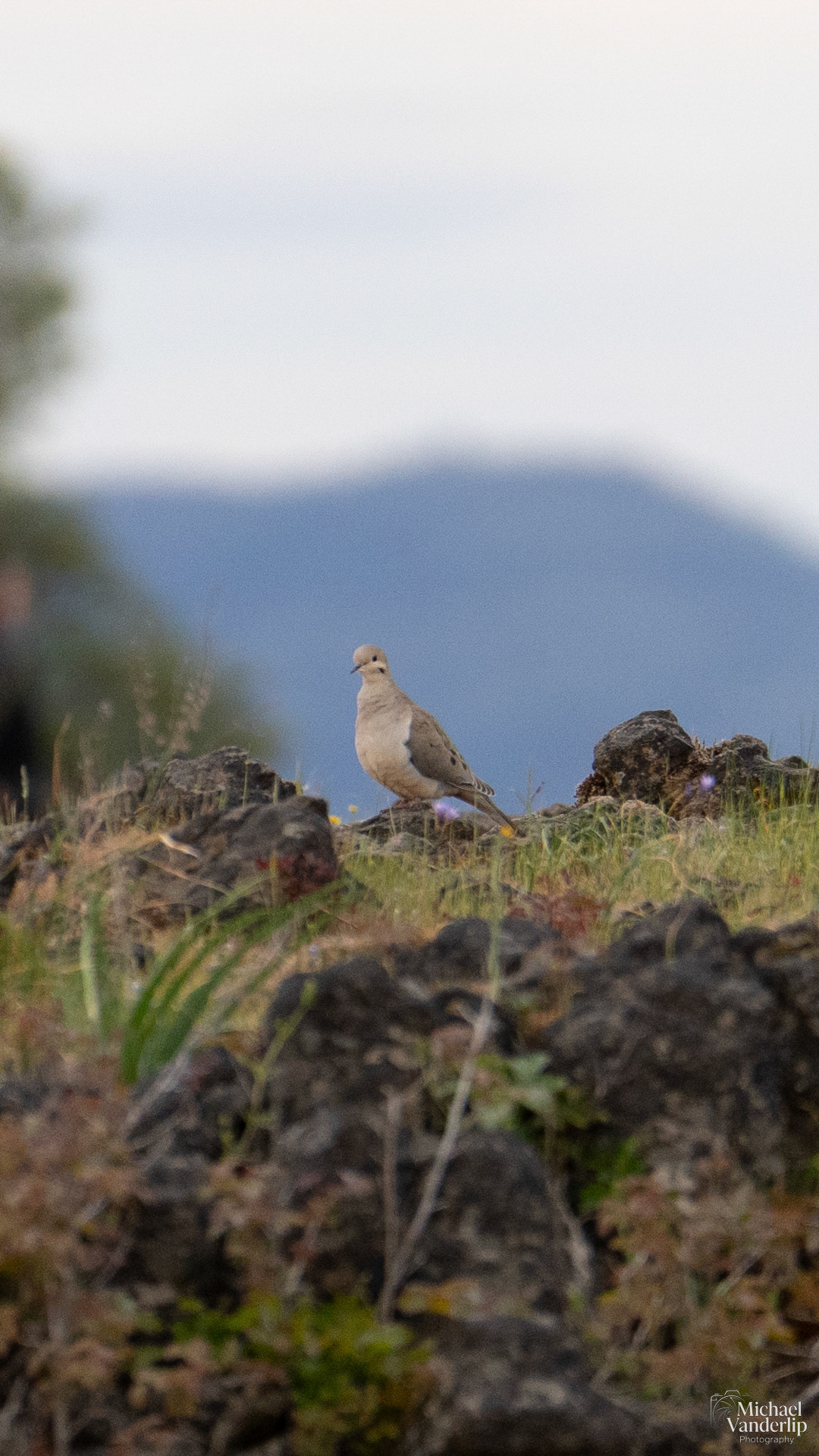 Mourning Dove on Uppder Table Rock, Central Point, Oregon.