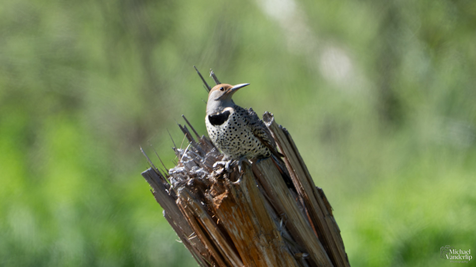 Northern Flicker along the Bear Creek Greenway near Talent, Oregon.