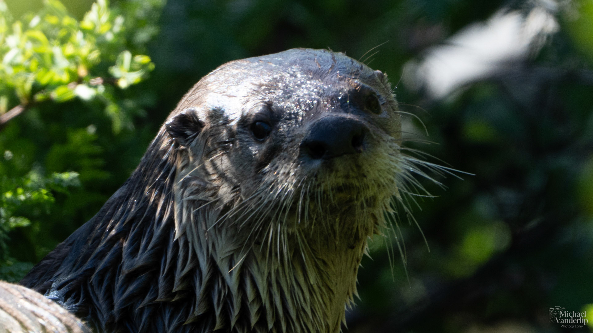 River Otter along the Bear Creek Greenway near Talent, Oregon.