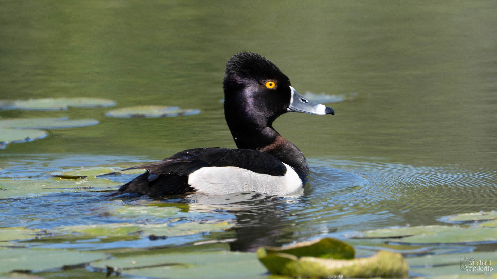 Ring Necked Duck along the Bear Creek Greenway near Talent, Oregon.