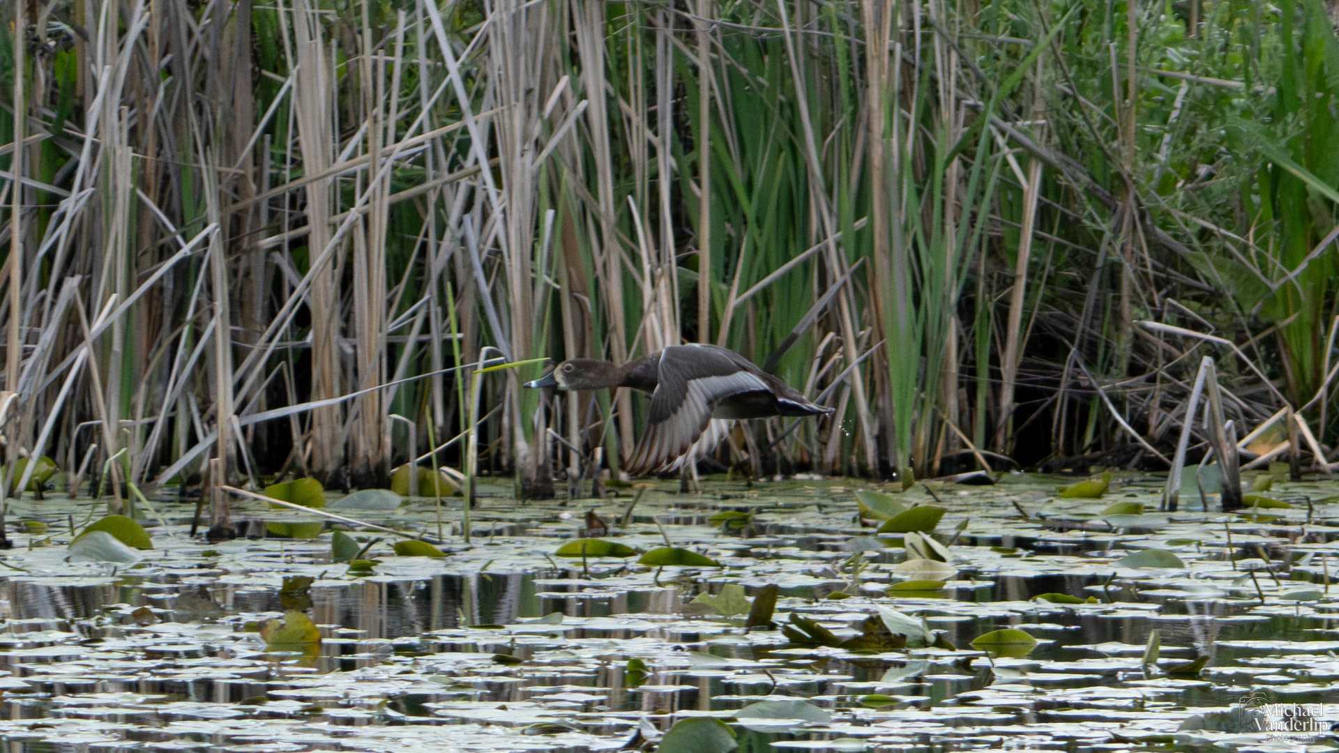 Ring Necked Duck along the Bear Creek Greenway near Talent, Oregon.