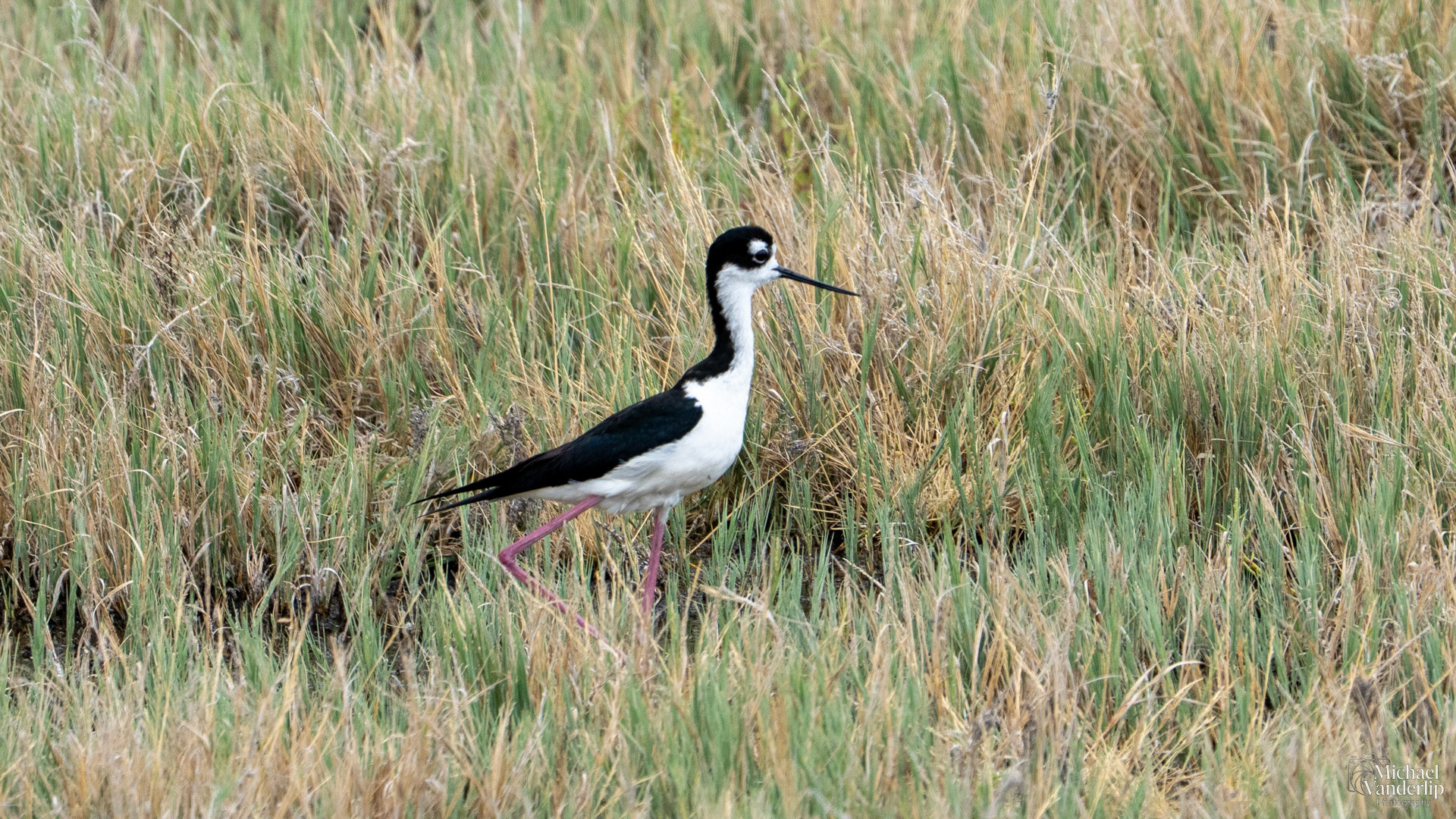 Black-Necked Stilt near Salt Lake, Utah.