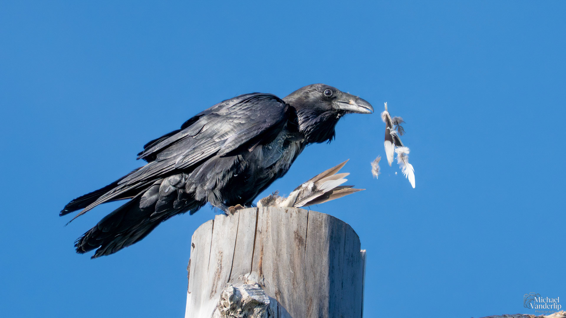 Raven ravenously devouring a small bird along the Bear Creek Greenway near Talent, Oregon.
