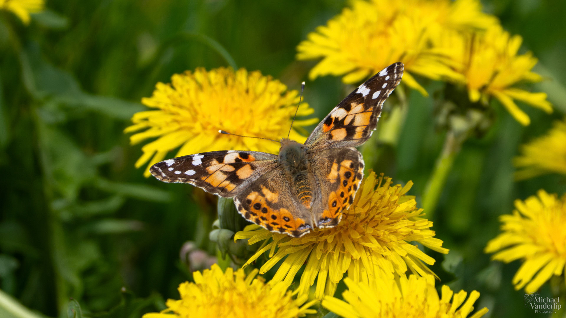 Painted Lady Butterfly and Dandelions along the Bear Creek Greenway near Talent, Oregon.