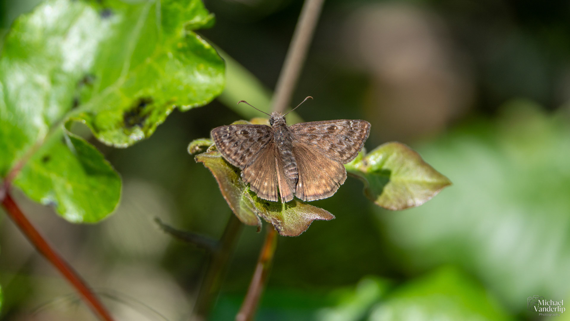 Persius Duskywing on Lower Table Rock, Central Point, Oregon.