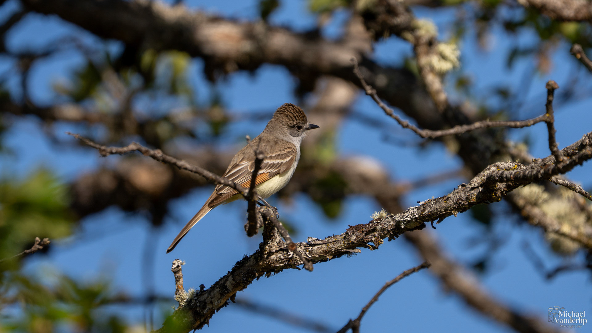Ash-Throated Flycatcher along the Lower Table Rock Trail, Central Point, Oregon.