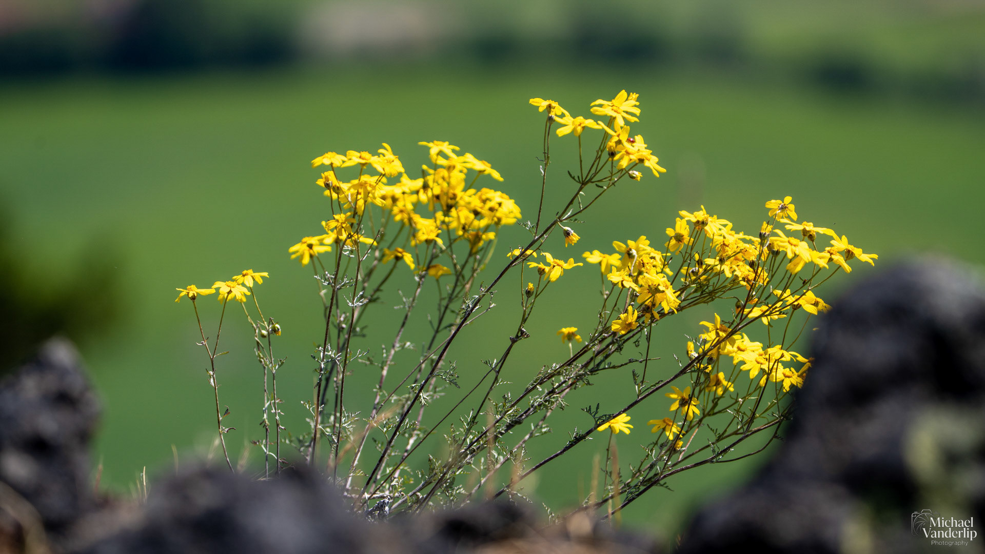 Tansy Ragwort on Lower Table Rock, Central Point, Oregon.