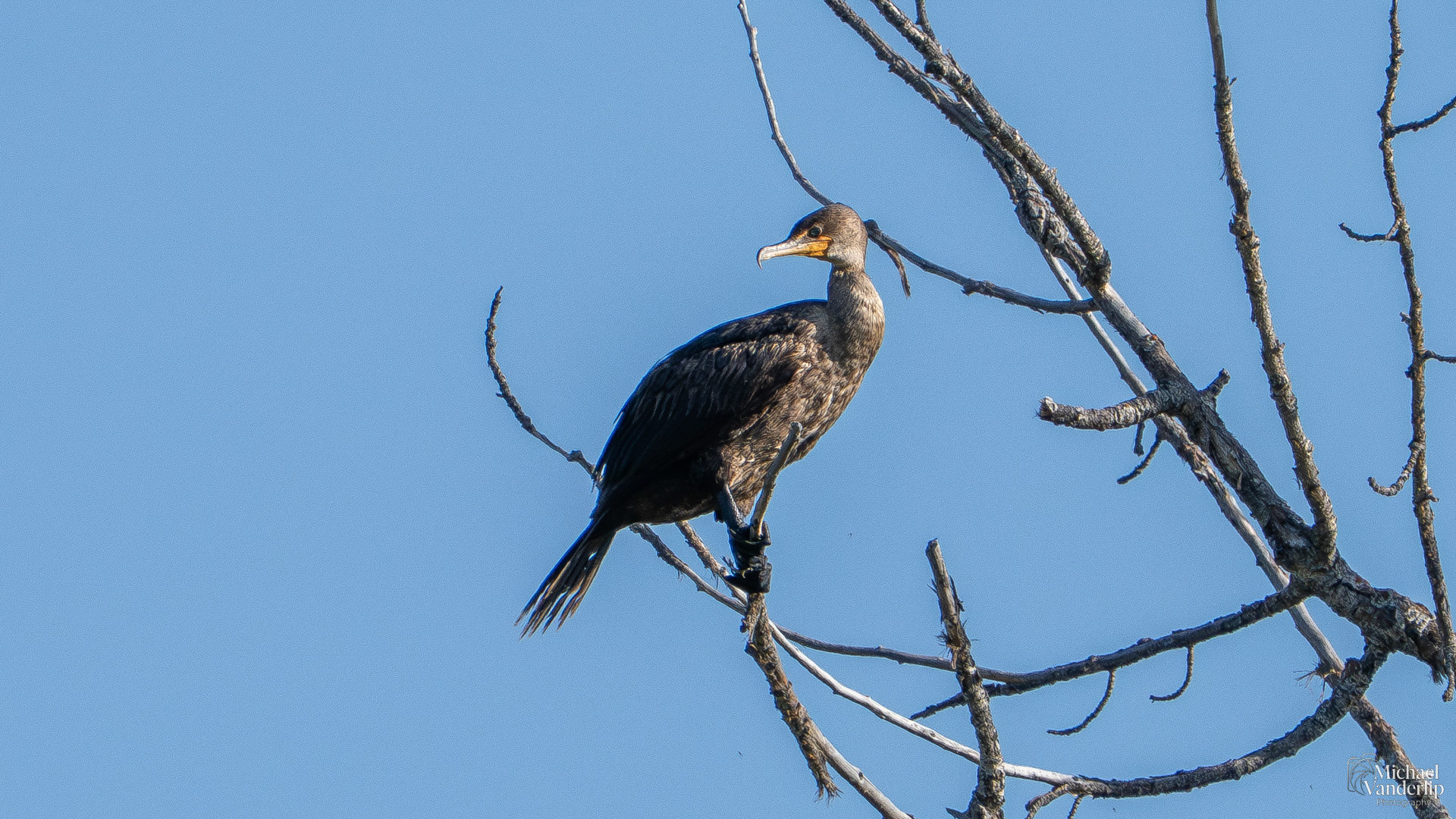 Double-Crested Cormorant along the Bear Creek Grenway near Talent, Oregon.