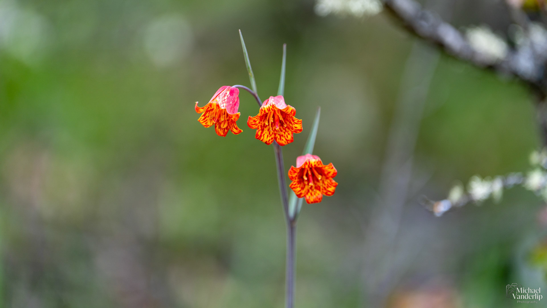 Scarlet Fritillary on the Lower Table Rock Trail, Central Point, Oregon.