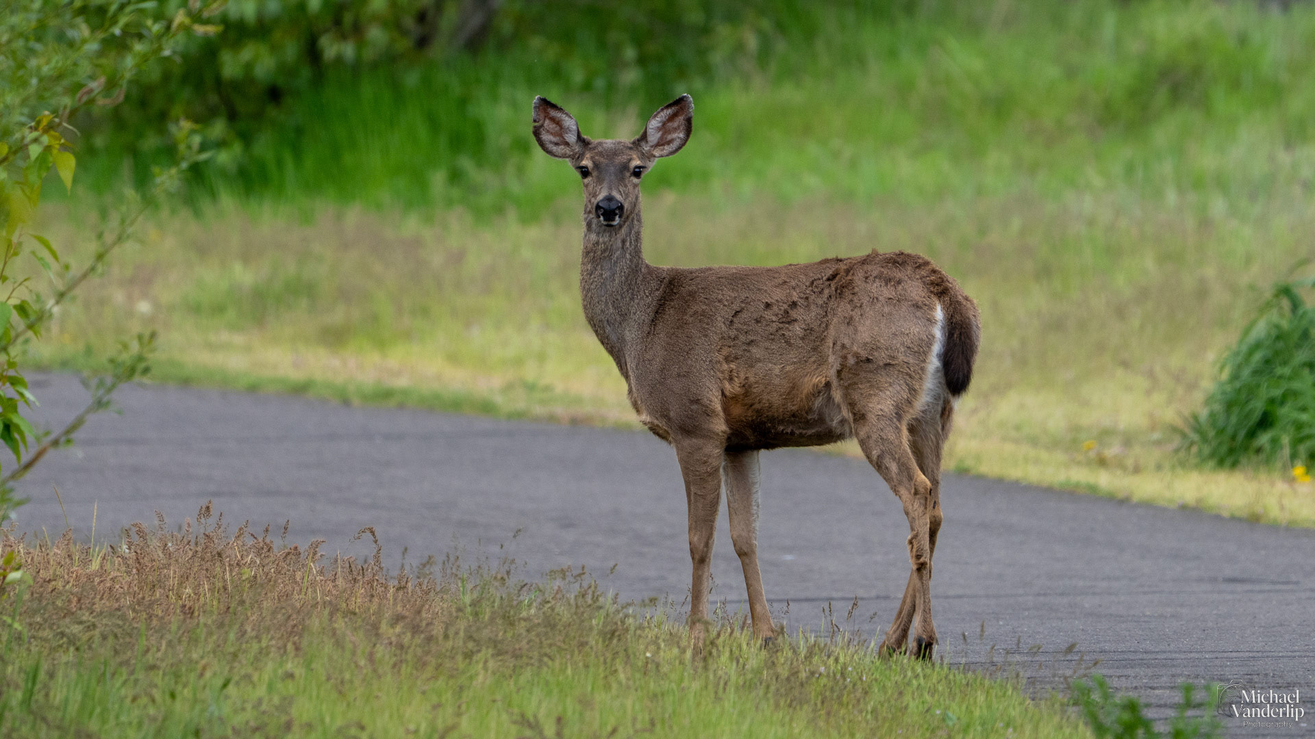 Black Tail Deer along the Bear Creek Greenway near Talent, Oregon.
