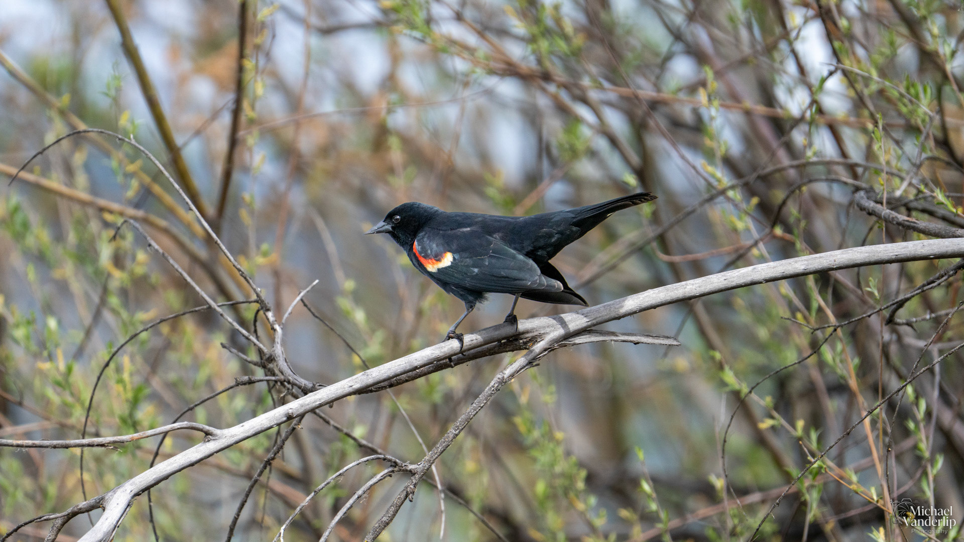 Red Winged Black Bird along the Bear Creek Greenway near Talent, Oregon.