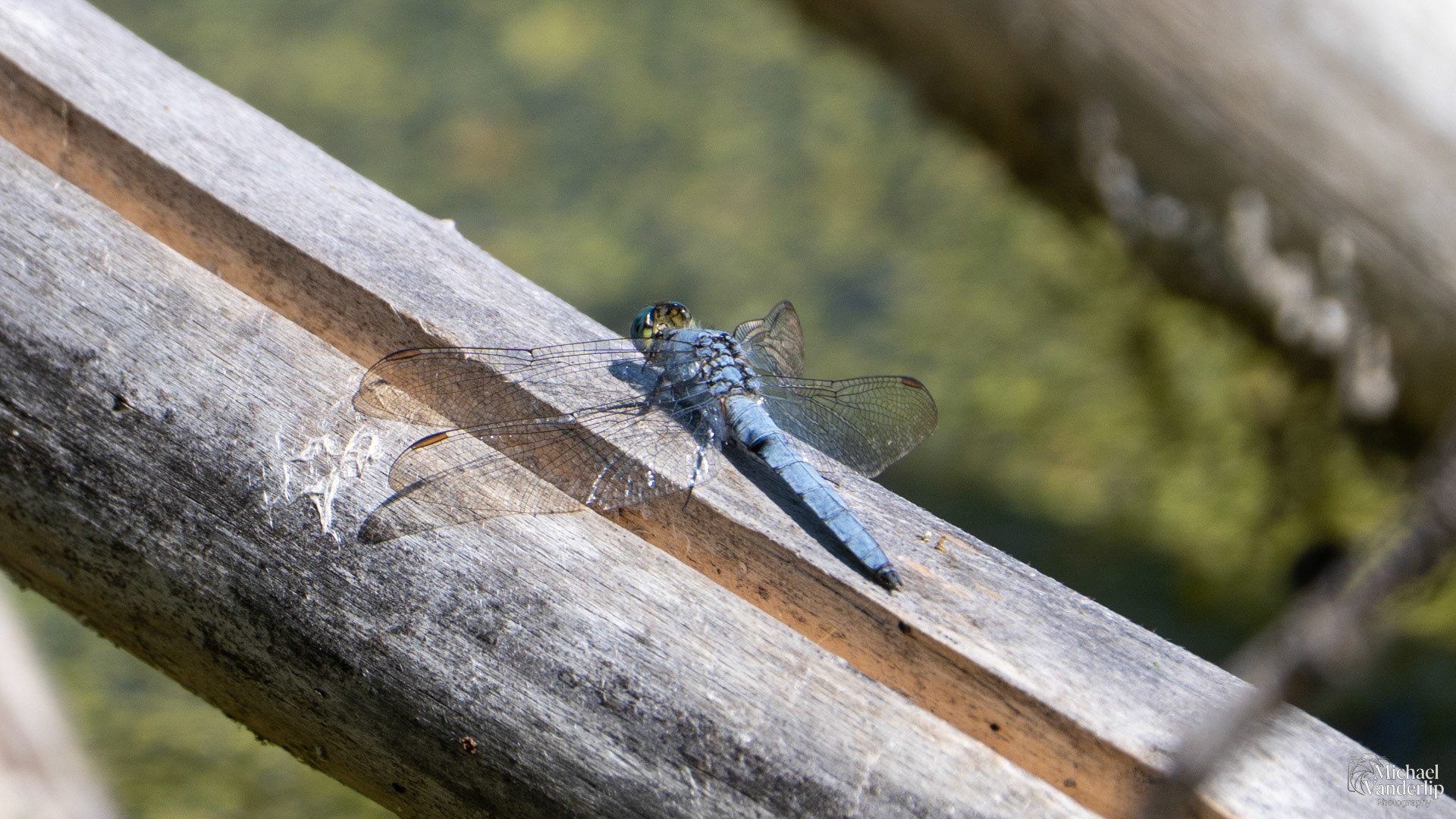 Blue Dasher Dragonfly along the Bear Creek Greenway near Talent, Oregon.