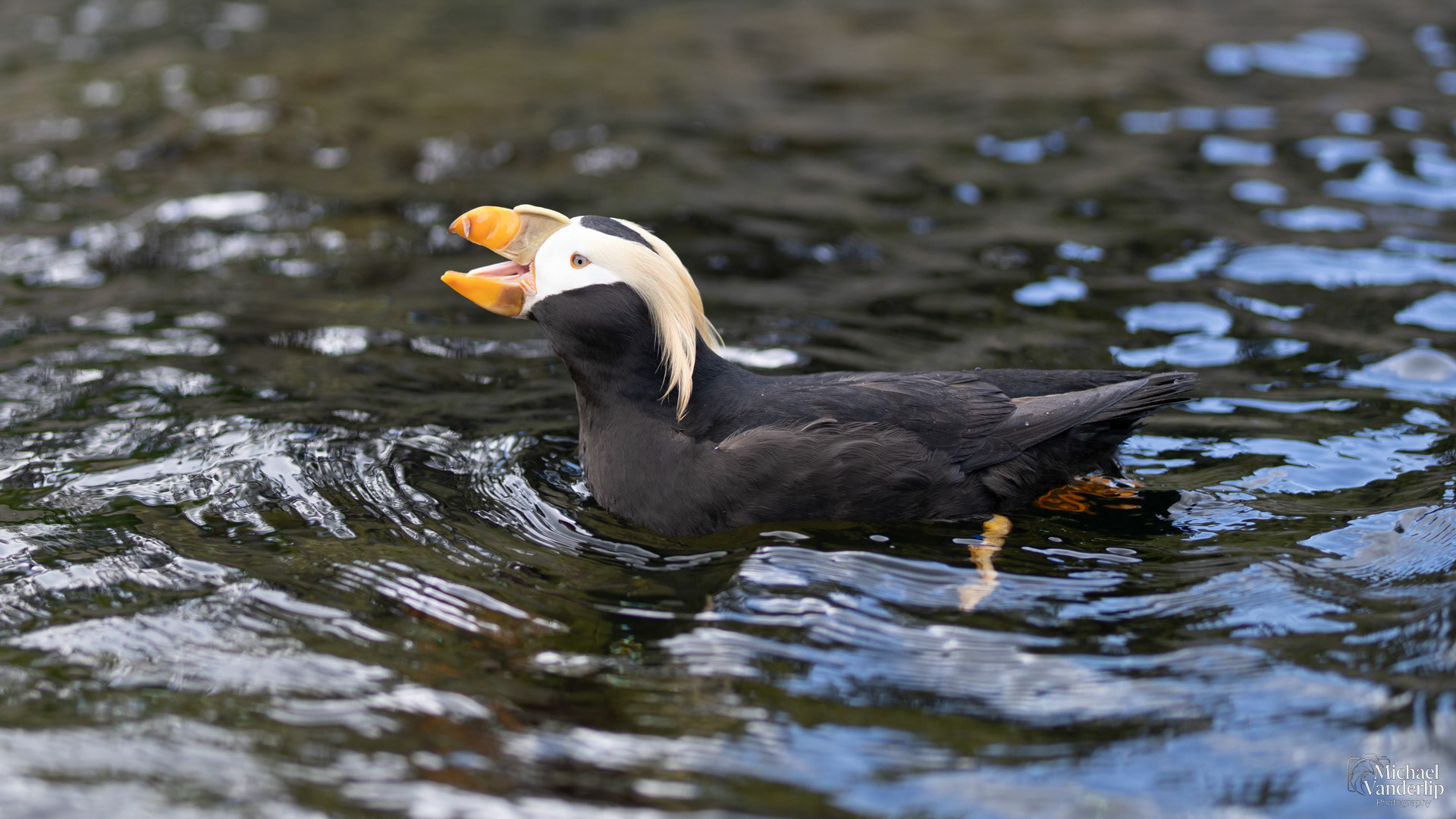 Tufted Puffin at the Oregon Coast Aquarium, Newport, Oregon.