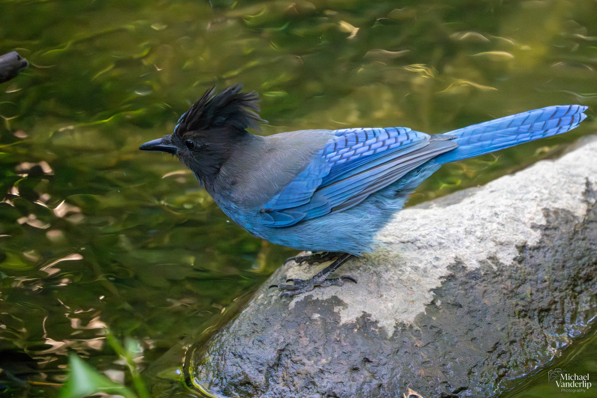 Steller's Jay in Lithia Park, Ashland, Oregon.