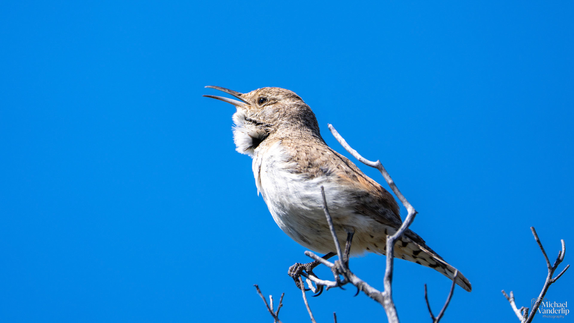 Rock Wren along the Upper Table Rock Trail, Central Point, Oregon.